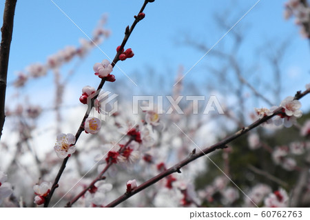 梅之花文豪 60762763