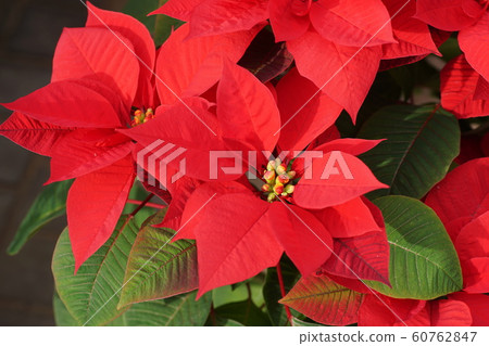 一品紅 一品紅 60762847