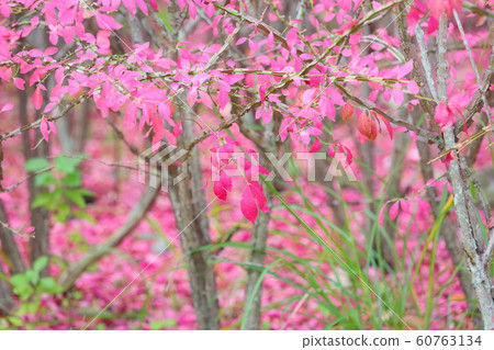 Pierced autumn leaves Pierced autumn leaves 60763134