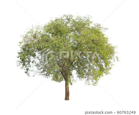 isolated big tree on White Background. isolated big tree on White Background. 60763249