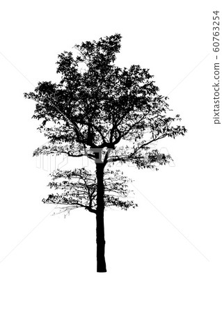 Isolated black tree silhouettes Isolated black tree silhouettes 60763254