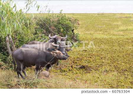 The water buffalo or domestic Asian water buffalo. The water buffalo or domestic Asian water buffalo. 60763304