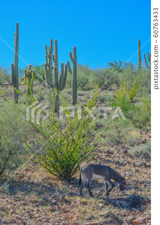 Wild donkeys, at the Lake Pleasant Regional Park in the Sonora Desert. Saguaro Cactus (Carnegiea Gigantea) in the background. Maricopa County, Arizona USA Wild donkeys, at the Lake Pleasant Regional Park in the Sonora Desert. Saguaro Cactus (Carnegiea Gigantea) in the background. Maricopa County, Arizona USA 60763433