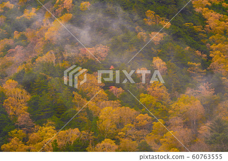 autumn season backgroun with colorful tree leaf on autumn season backgroun with colorful tree leaf on 60763555