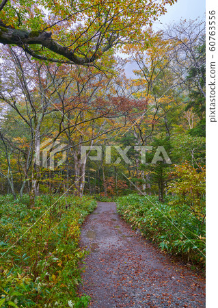 rainy day in trail way of kamikochi in autumn rainy day in trail way of kamikochi in autumn 60763556