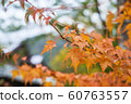 orange maple leaf in kamikochi autumn season in 60763557
