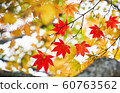 red maple leafs in autumn season for travel time 60763562
