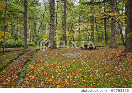 kamikochi forest in autumn season japan travel kamikochi forest in autumn season japan travel 60763566