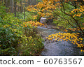 yellow maple tree leaf in autumn kamikochi japan 60763567