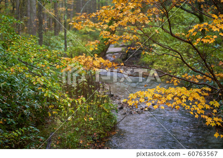 yellow maple tree leaf in autumn kamikochi japan yellow maple tree leaf in autumn kamikochi japan 60763567