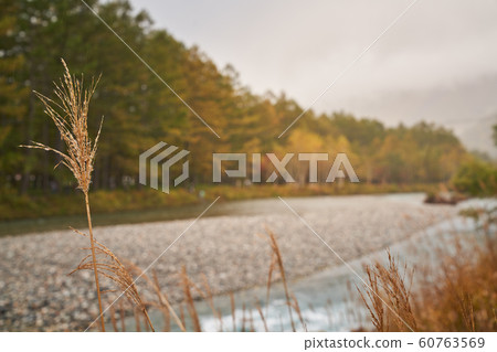 grass field in kamikochi autumn season grass field in kamikochi autumn season 60763569