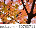 Autumn leaves 60763711