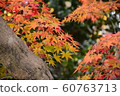 Autumn leaves 60763713