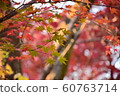 Autumn leaves 60763714