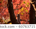 Autumn leaves 60763715