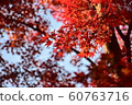 Autumn leaves 60763716