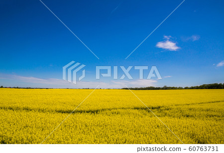 Yellow Rapeseed Flowers Yellow Rapeseed Flowers 60763731