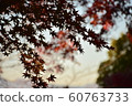 Autumn leaves 60763733