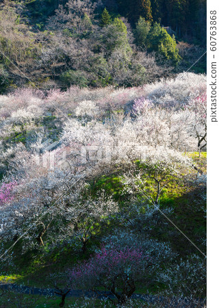 Full bloom plum blossoms Japanese plum grove (Kai Shimozawa plum grove, Takao Baigo, Hachioji City, Tokyo) March 2019 60763868