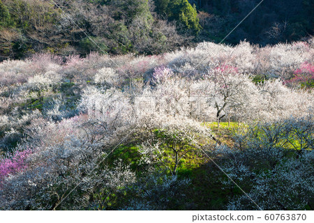 Full bloom plum blossoms Japanese plum grove (Kai Shimozawa plum grove, Takao Baigo, Hachioji City, Tokyo) March 2019 60763870