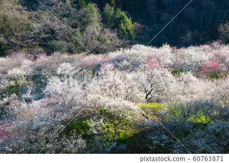 Full bloom plum blossoms Japanese plum grove (Kai Shimozawa plum grove, Takao Baigo, Hachioji City, Tokyo) March 2019 60763871