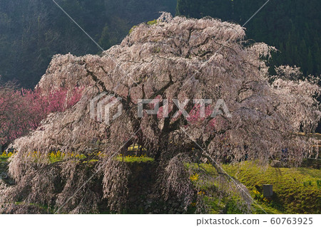 Nara / Matabei Sakura Nara / Matabei Sakura 60763925