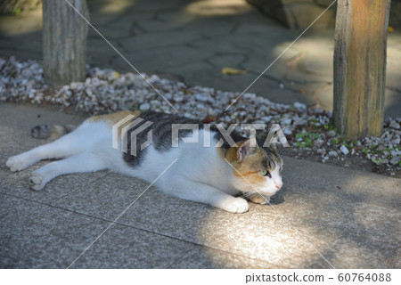 [神奈川縣]橫須賀在清水神社內的貓 60764088