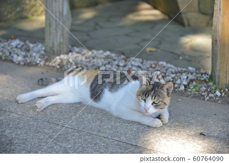 [神奈川縣]橫須賀在清水神社內的貓 60764090