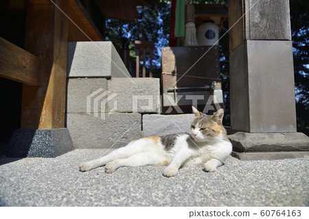 [神奈川縣]橫須賀在清水神社內的貓 60764163