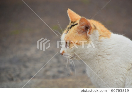 2019 Shiga stray cats 60765819