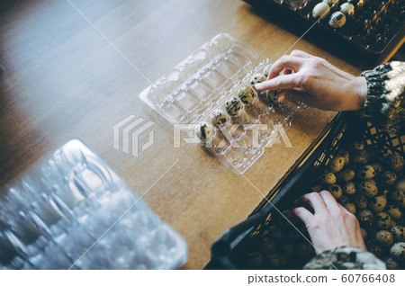 egg shell plastic worker sorting packaging quail 60766408