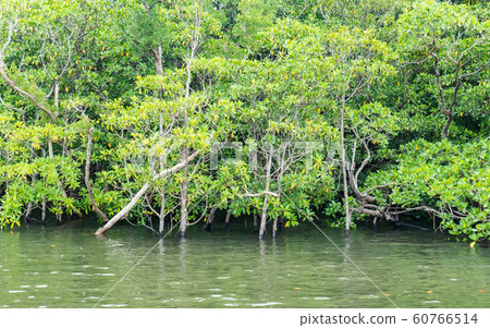 Iriomote and Mangrove Primeval Forest Tour Iriomote and Mangrove Primeval Forest Tour 60766514