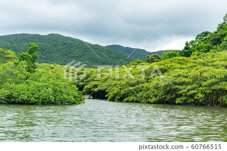 Iriomote and Mangrove Primeval Forest Tour Iriomote and Mangrove Primeval Forest Tour 60766515