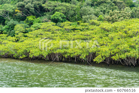 Iriomote and Mangrove Primeval Forest Tour Iriomote and Mangrove Primeval Forest Tour 60766516