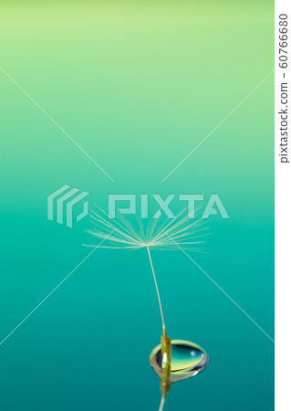 蒲公英和圓點圖像 60766680