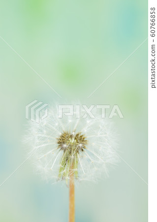 圖像_蒲公英絨毛 圖像_蒲公英絨毛 60766858