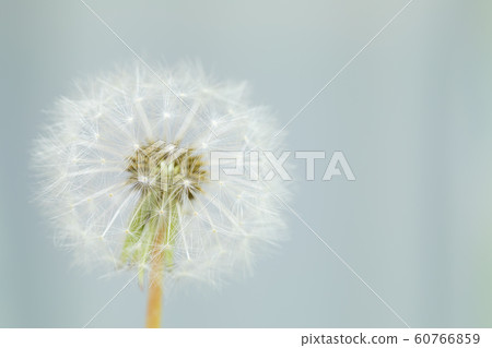 圖像_蒲公英絨毛 圖像_蒲公英絨毛 60766859
