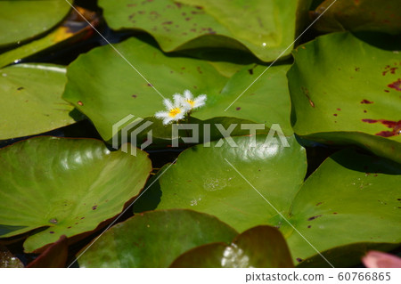 2019京都府立植物園 2019京都府立植物園 60766865