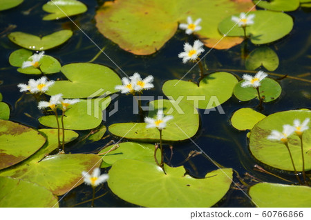 2019京都府立植物園 2019京都府立植物園 60766866