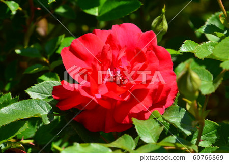 2019京都府立植物園 2019京都府立植物園 60766869