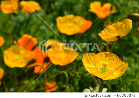 2019京都府立植物園 2019京都府立植物園 60766872