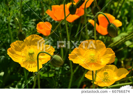 2019京都府立植物園 2019京都府立植物園 60766874