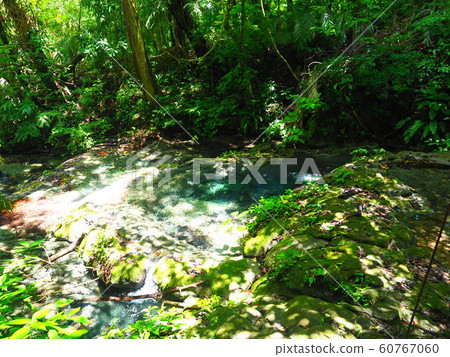 <Mexico> Nature of Palenque National Park 60767060