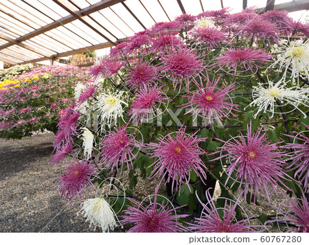 菊花花茅崎 60767280