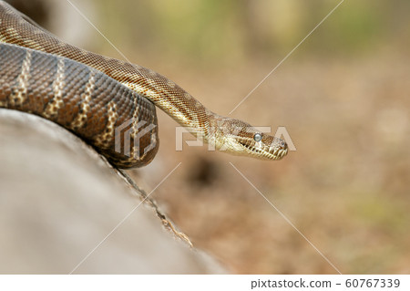 Coastal Carpet Python 60767339