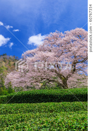 靜岡_水izu櫻花盛開 靜岡_水izu櫻花盛開 60767354