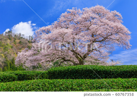 Shizuoka_Mizume cherry tree in full bloom 60767358