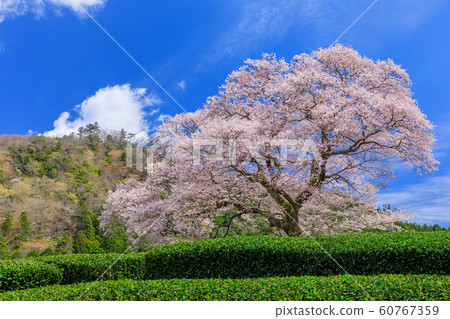 Shizuoka_Mizume cherry tree in full bloom 60767359