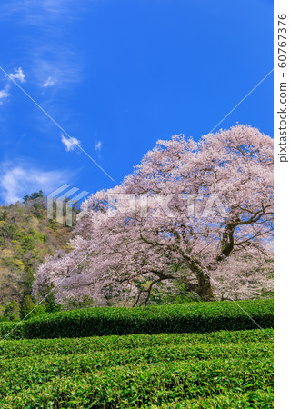 Shizuoka_Mizume cherry tree in full bloom Shizuoka_Mizume cherry tree in full bloom 60767376