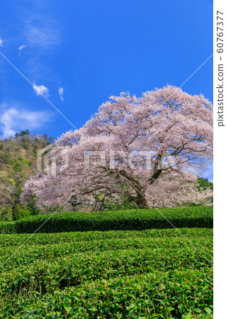靜岡_水izu櫻花盛開 靜岡_水izu櫻花盛開 60767377